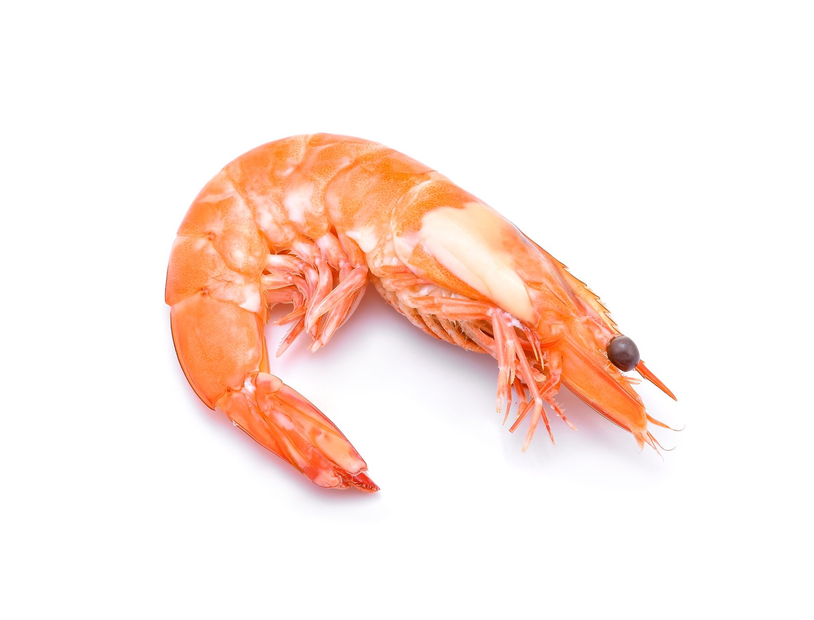 جمبري كبير - Large shrimp