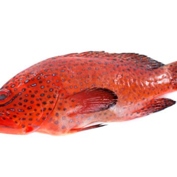 سمك ناجل - Nagel fish