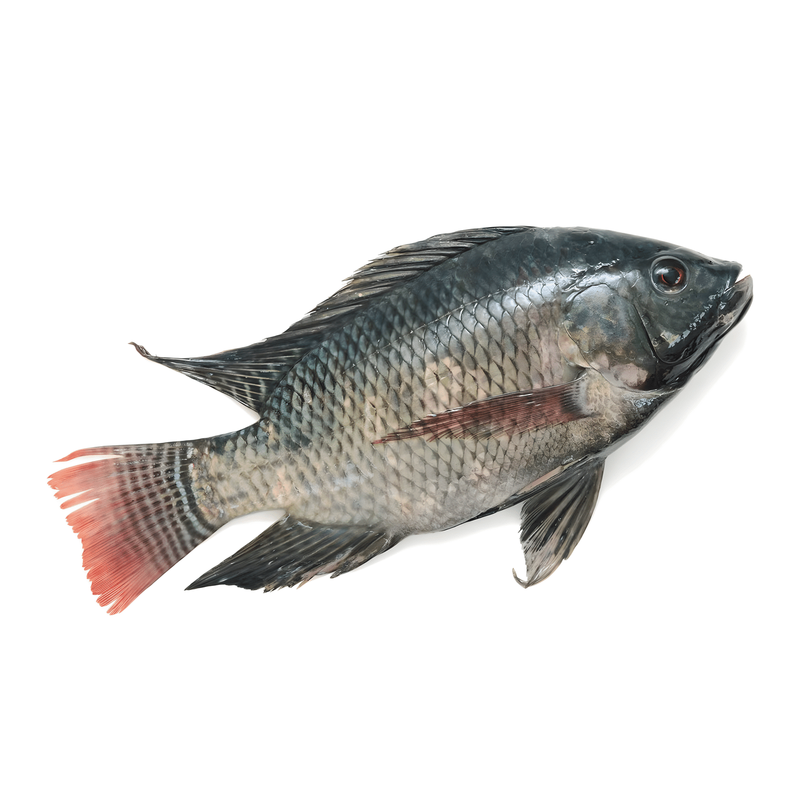 سمك بلطي - Tilapia fish